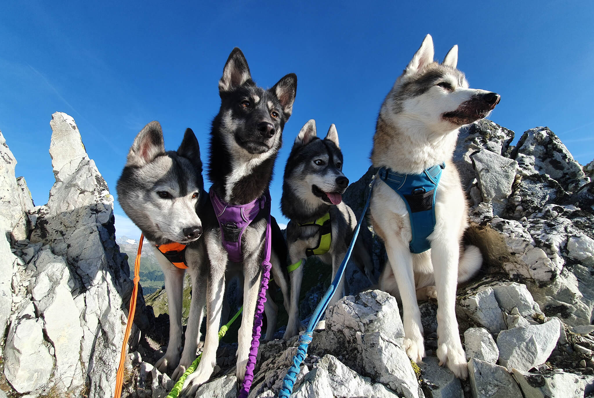 4 husky posant durant une randonnée à Thyon 2000